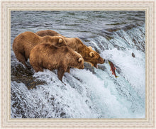 Load image into Gallery viewer, Grizzly Bears Fishing for Salmon at Katmai National Park Brooks Falls, Alaska
