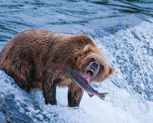 Load image into Gallery viewer, Catch of the Day
