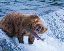Load image into Gallery viewer, Catch of the Day

