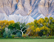 Load image into Gallery viewer, Ghost Tree

