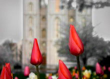 Load image into Gallery viewer, Salt Lake City Temple Beginning Transformation
