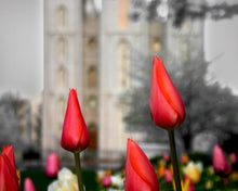 Load image into Gallery viewer, Salt Lake City Temple Beginning Transformation Gallery Wrap
