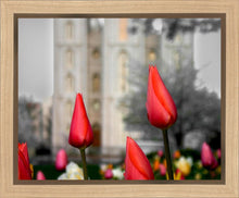 Load image into Gallery viewer, Salt Lake City Temple Beginning Transformation Gallery Wrap
