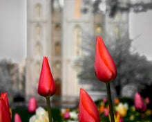 Load image into Gallery viewer, Salt Lake City Temple Beginning Transformation Gallery Wrap
