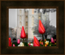 Load image into Gallery viewer, Salt Lake City Temple Beginning Transformation
