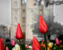 Load image into Gallery viewer, Salt Lake City Temple Beginning Transformation

