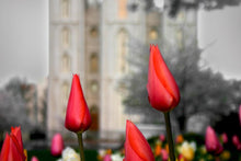 Load image into Gallery viewer, Salt Lake City Temple Beginning Transformation Gallery Wrap
