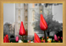 Load image into Gallery viewer, Salt Lake City Temple Beginning Transformation
