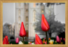 Load image into Gallery viewer, Salt Lake City Temple Beginning Transformation
