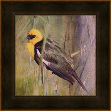 Load image into Gallery viewer, Yellow Headed Black Bird
