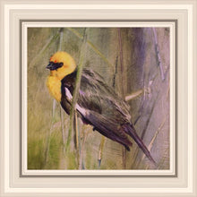 Load image into Gallery viewer, Yellow Headed Black Bird
