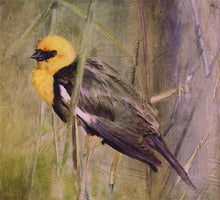 Load image into Gallery viewer, Yellow Headed Black Bird
