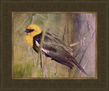 Load image into Gallery viewer, Yellow Headed Black Bird
