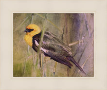 Load image into Gallery viewer, Yellow Headed Black Bird
