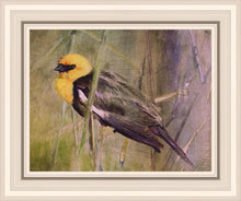 Load image into Gallery viewer, Yellow Headed Black Bird
