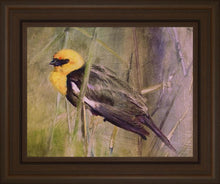 Load image into Gallery viewer, Yellow Headed Black Bird
