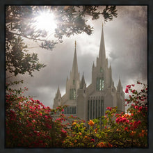 Load image into Gallery viewer, San Diego Brightness and Glory
