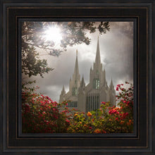 Load image into Gallery viewer, San Diego Brightness and Glory
