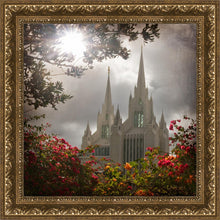Load image into Gallery viewer, San Diego Brightness and Glory

