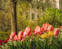 Load image into Gallery viewer, Salt Lake In The Garden

