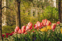 Load image into Gallery viewer, Salt Lake In The Garden
