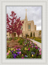 Load image into Gallery viewer, Ogden Tulips
