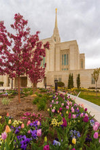 Load image into Gallery viewer, Ogden Tulips
