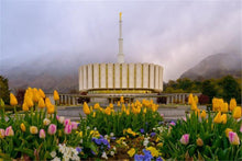Load image into Gallery viewer, Provo Spring Tulips
