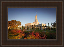 Load image into Gallery viewer, Sacramento Red Monkey Grass
