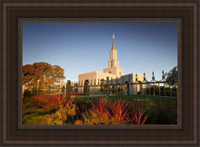 Load image into Gallery viewer, Sacramento Red Monkey Grass
