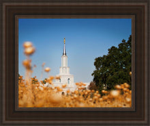 Load image into Gallery viewer, Sacramento Cotton Grass
