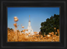 Load image into Gallery viewer, Sacramento Cotton Grass
