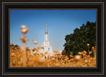 Load image into Gallery viewer, Sacramento Cotton Grass
