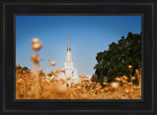 Load image into Gallery viewer, Sacramento Cotton Grass
