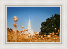 Load image into Gallery viewer, Sacramento Cotton Grass
