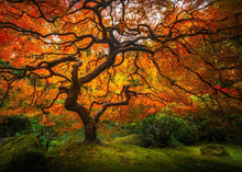 Load image into Gallery viewer, Tree of Perspective
