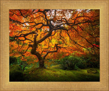 Load image into Gallery viewer, Tree of Perspective
