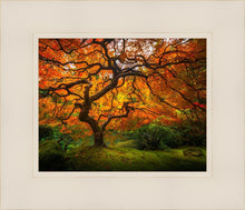 Load image into Gallery viewer, Tree of Perspective
