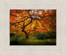 Load image into Gallery viewer, Tree of Perspective
