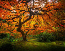 Load image into Gallery viewer, Tree of Perspective
