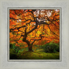 Load image into Gallery viewer, Tree of Perspective

