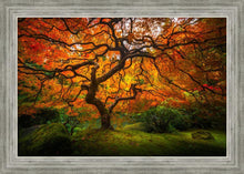 Load image into Gallery viewer, Tree of Perspective
