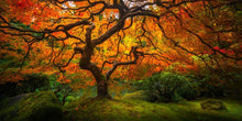 Load image into Gallery viewer, Tree of Perspective
