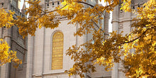 Load image into Gallery viewer, Salt Lake Autumn Leaves
