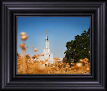 Load image into Gallery viewer, Sacramento Cotton Grass
