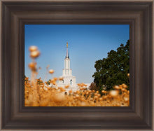 Load image into Gallery viewer, Sacramento Cotton Grass
