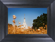 Load image into Gallery viewer, Sacramento Cotton Grass
