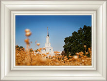 Load image into Gallery viewer, Sacramento Cotton Grass

