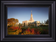 Load image into Gallery viewer, Sacramento Red Monkey Grass
