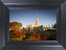 Load image into Gallery viewer, Sacramento Red Monkey Grass
